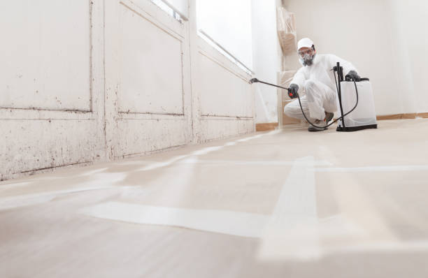 Black mold remediation team in Brooks